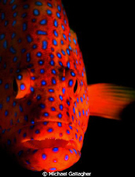 Coral trout on the Great Barrier Reef, single strobe port... by Michael Gallagher 